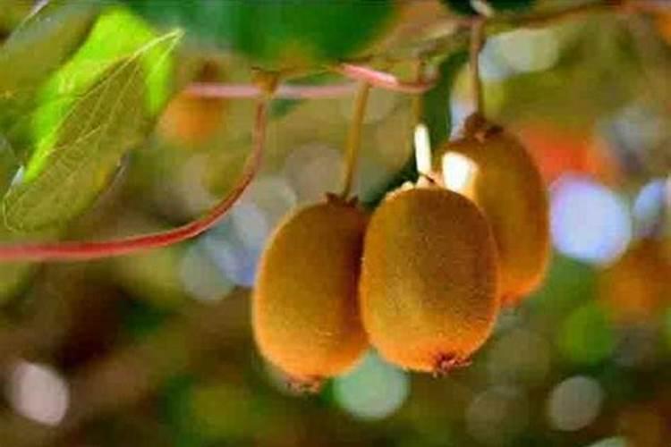 果树果子增大要用什么肥料？果树膨大剂什么时候可以打？