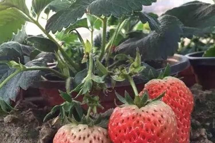 果树用哪类肥料能使果子呈现又大又甜的状态？