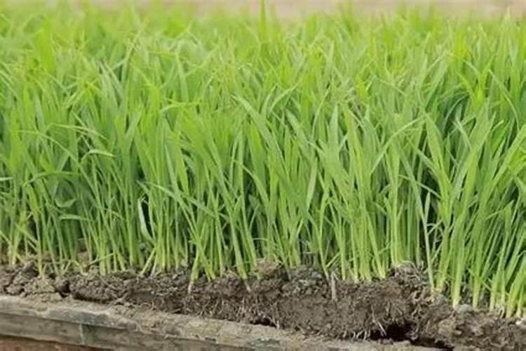 水稻育秧土用磷肥好吗怎么用的？