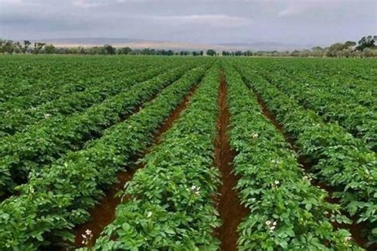 马铃薯膨大期怎么喷钾肥呢？