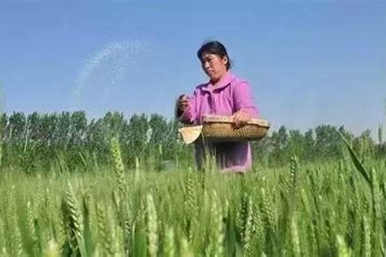 小麦拔节肥应该施多少钾肥合适？