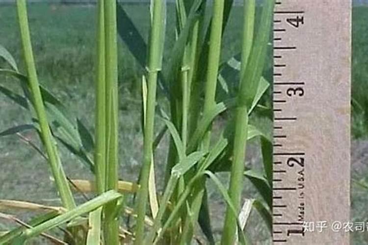 小麦拔节期旺长怎么办？