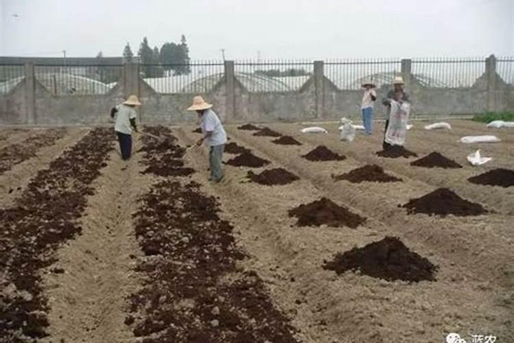 有机肥发热是怎么回事？