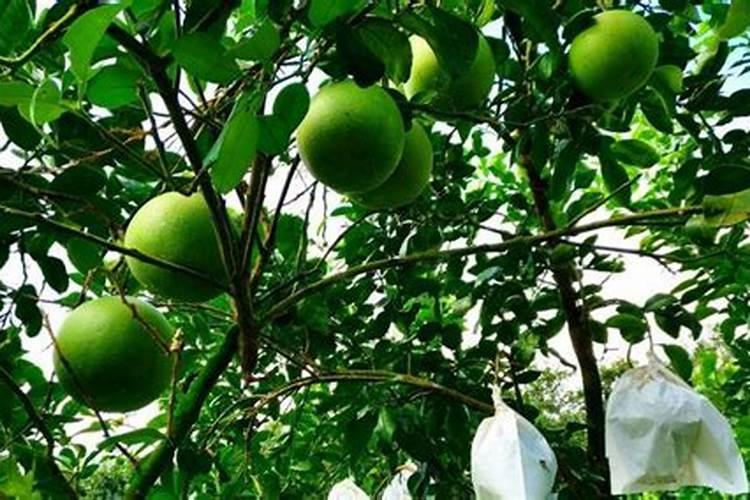 柚子怎样种植与管理