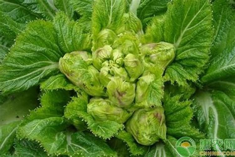 儿菜的种植方法及时间