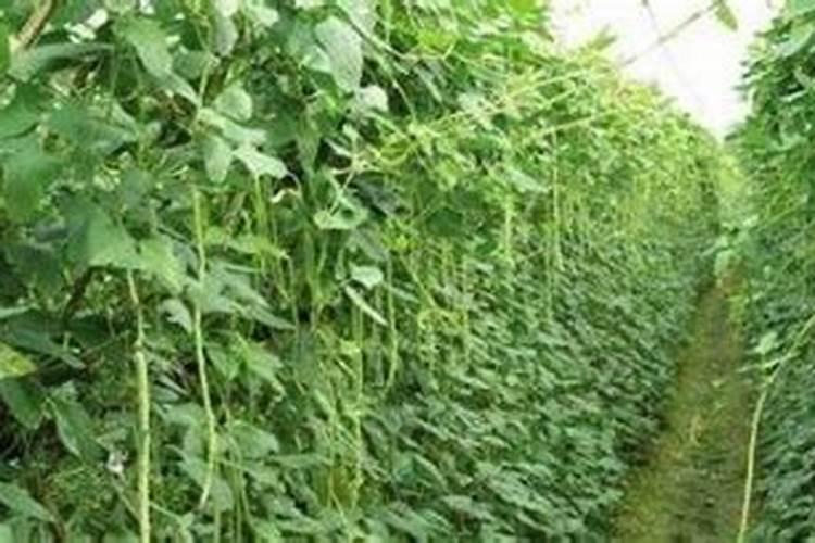 豇豆怎样施肥产量高(豇豆的施肥料时间及技术要点)