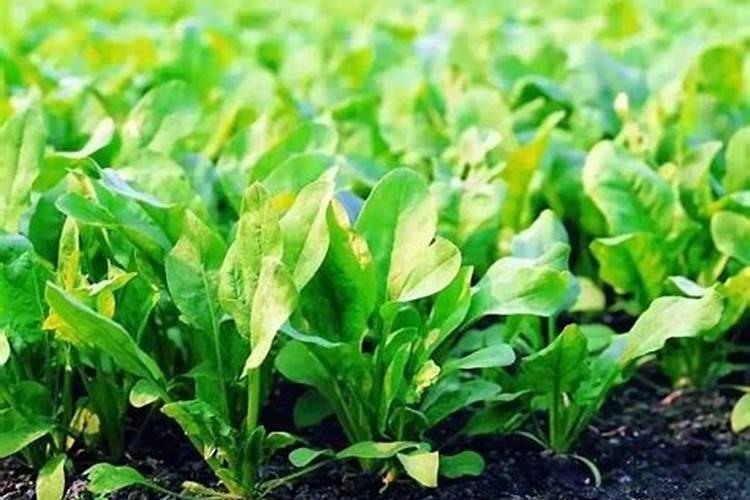 种菠菜用什么肥料 四季应该怎么办