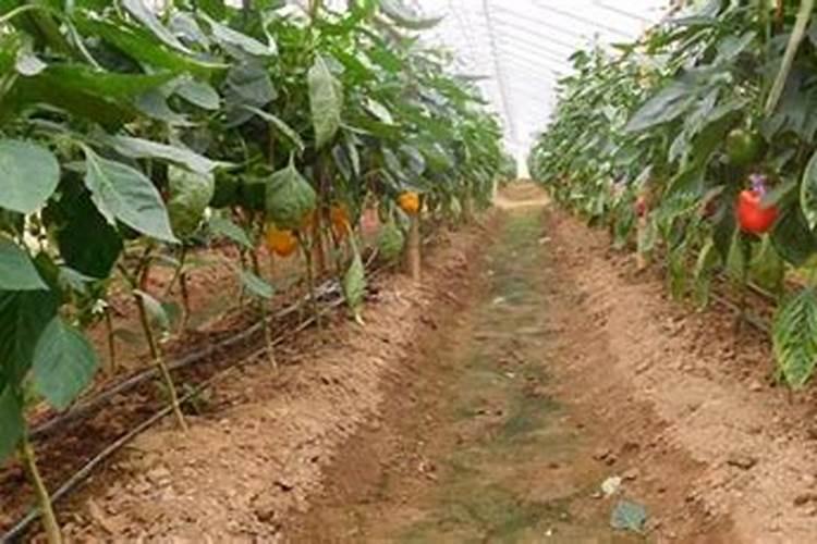 温室秋冬茬辣椒结果期对施肥有哪些要求？怎样进行追肥？