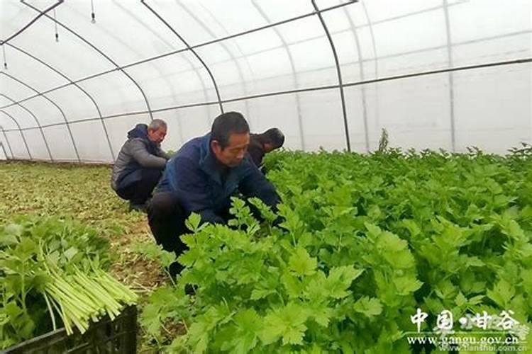 大棚芹菜寒潮来了可以冲施肥料吗