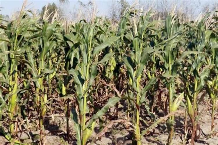 玉米在种植时需冲施钾肥吗？