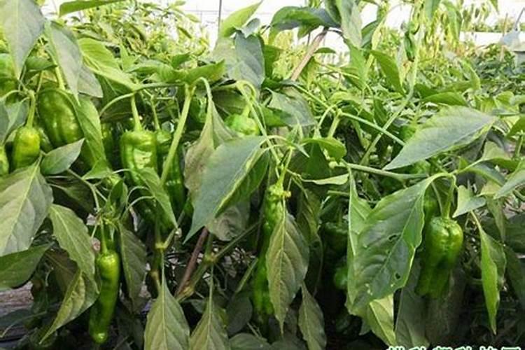 辣椒结果期冲施什么肥料好？辣椒挂果期施什么肥料好？