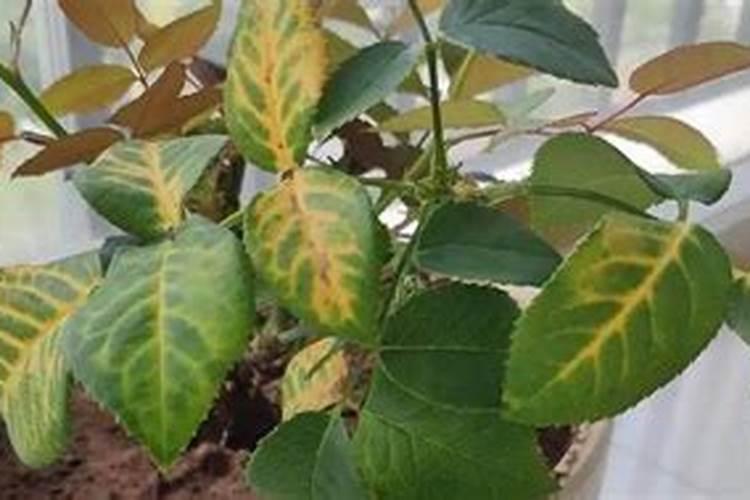 花叶子发黄缺什么肥料(花叶子发黄是缺水还是浇水太多)