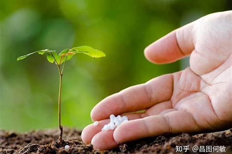 花叶子发黄用什么肥料 ？10种原因对症下药