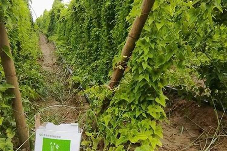 山药根结线虫病的综合防治,山药根结线虫用什么药效果好？