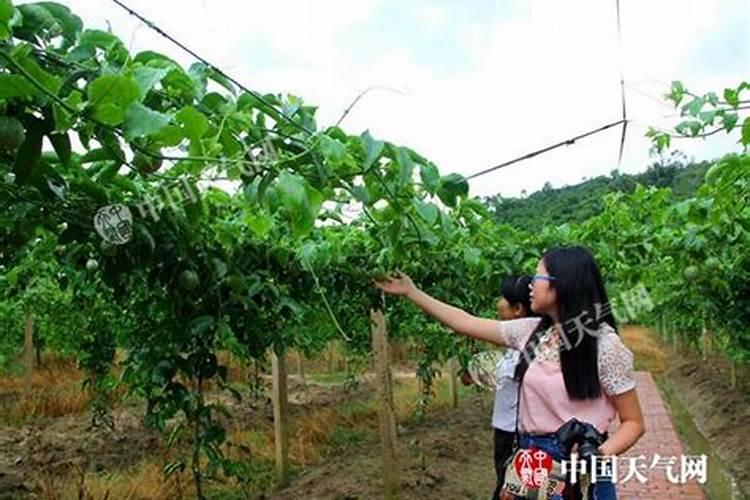 广西灵山百香果怎样管理