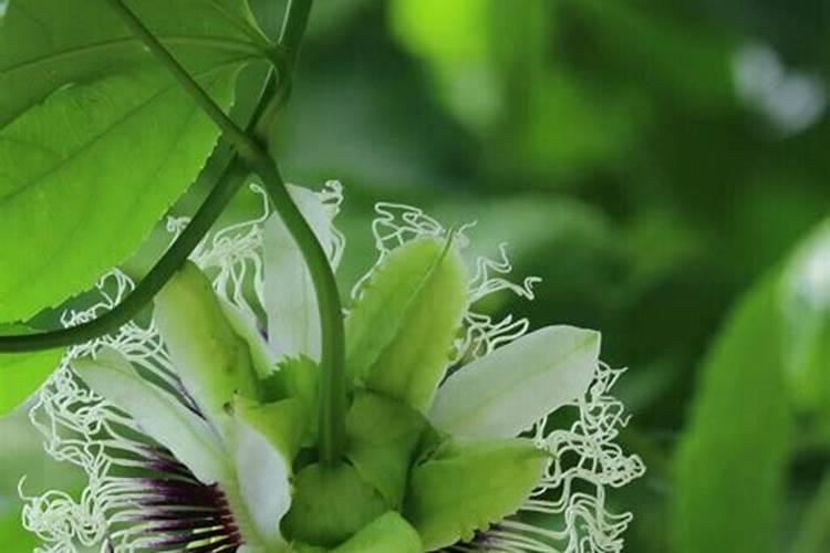 百香果保花秘籍:4大关键措施提升坐果率