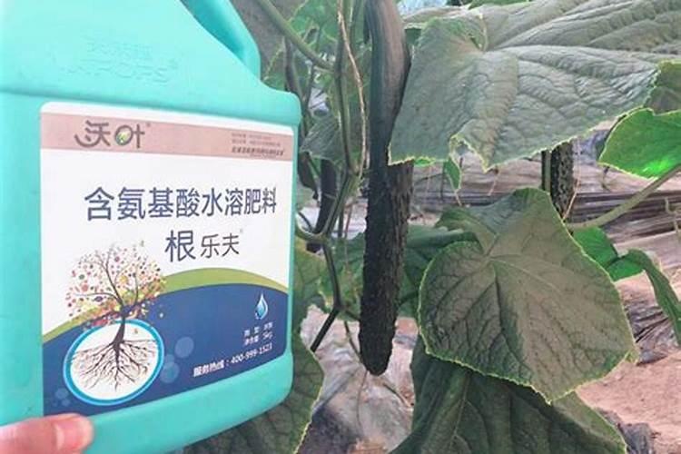 黄瓜怎么施肥才能高产,黄瓜施用肥料的常用方法