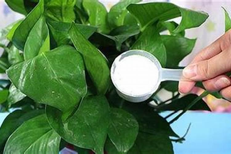 养花补钙诀窍  养花的小妙招