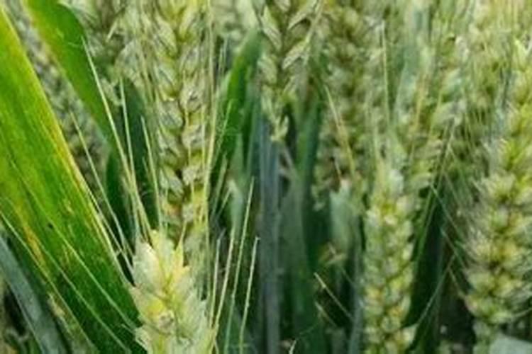 小麦贪青晚熟怎么办？