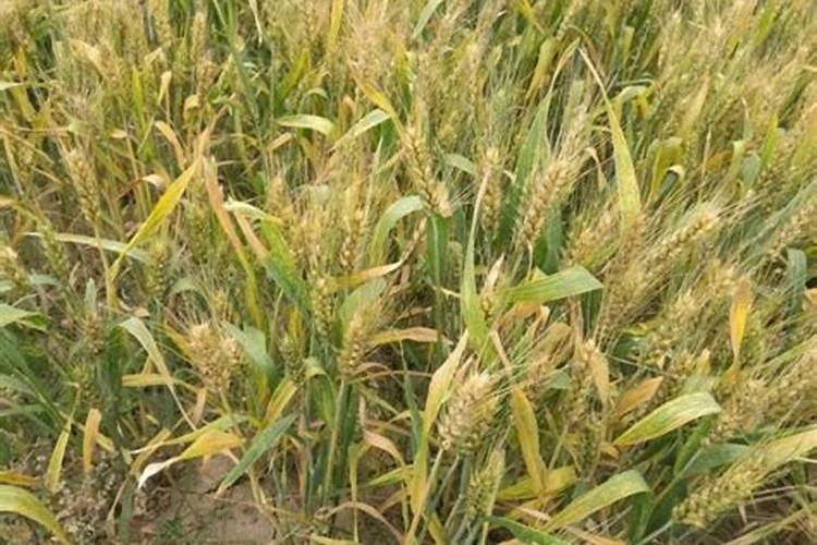 小麦贪青晚熟怎么办,贪青晚熟是什么原因造成的