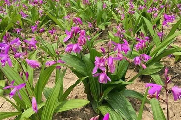 白芨施肥时间在什么时候 施肥技巧总结