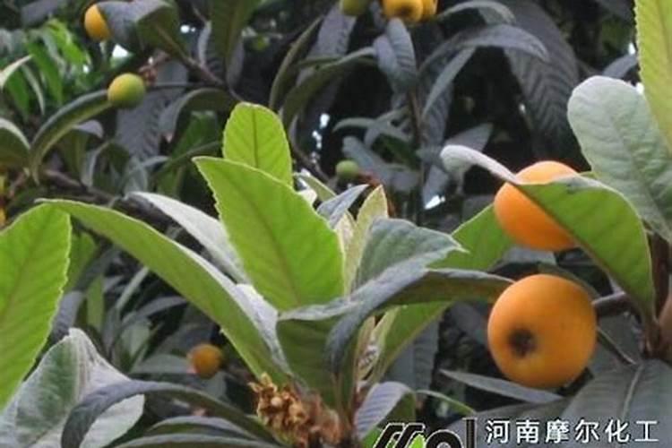 枇杷打不打叶面肥？如果打怎样打