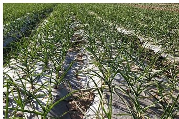 大蒜返青后如何管理？做好哪几个方面,病虫害少,植株长势壮？