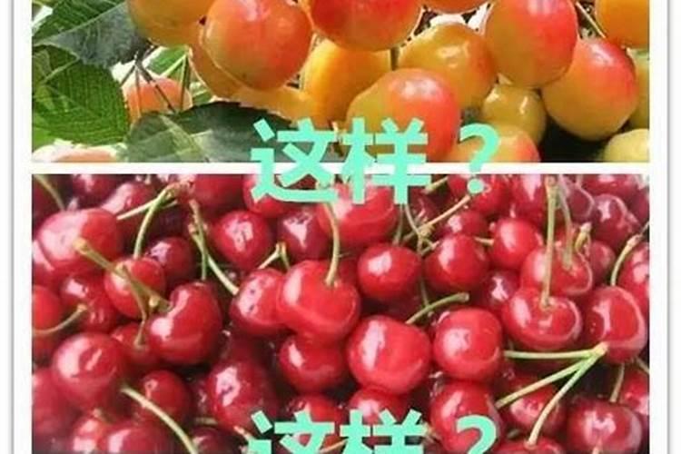 樱桃的种类有哪些