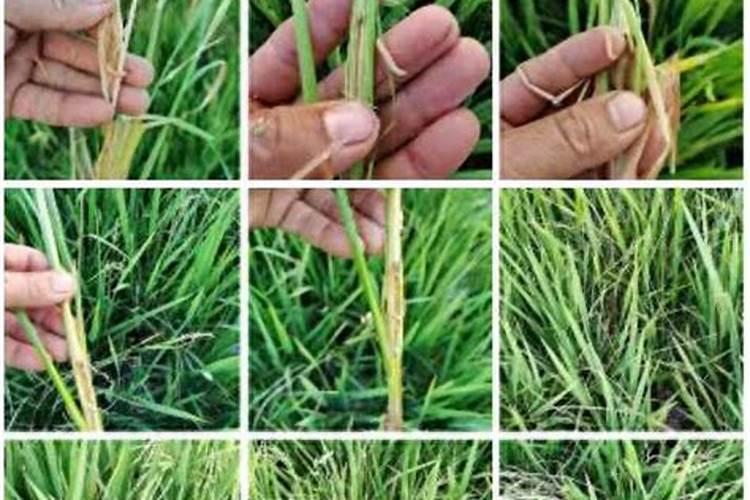 水稻黄叶矮缩病用什么农药治