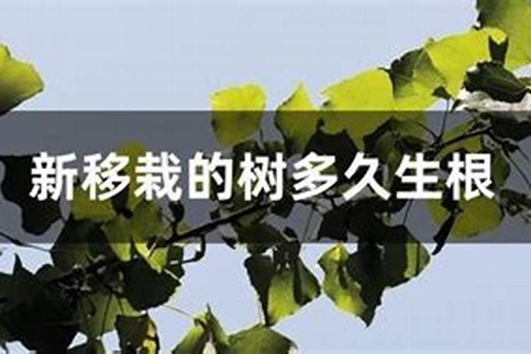 新移栽的树多久可以施肥