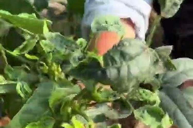 种植蔬菜长白粉怎么办