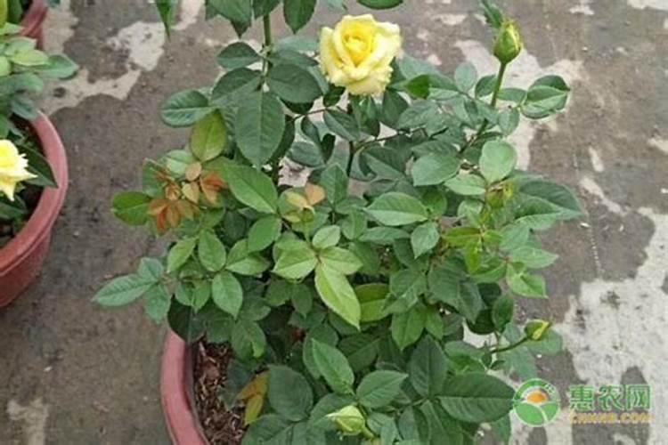 尿素可以用来给栀子花施肥吗