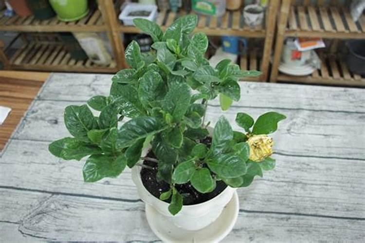 栀子花肥料用什么肥料合适怎么用？