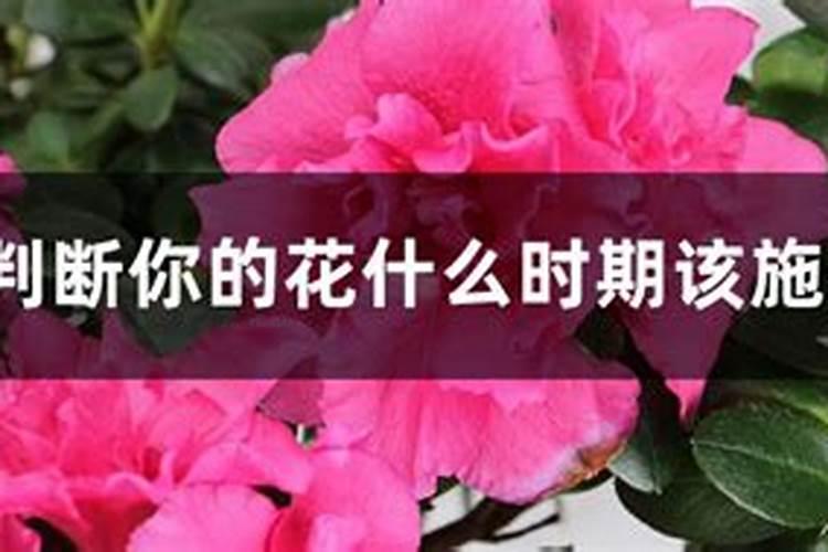 如何判断你的花什么时期该施什么肥