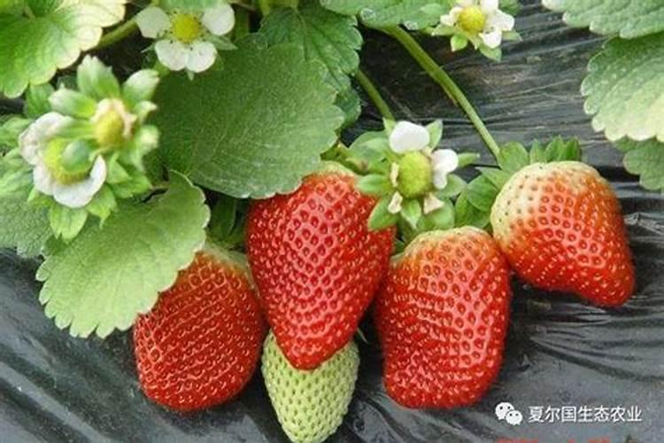 草莓遇到低温怎么办？