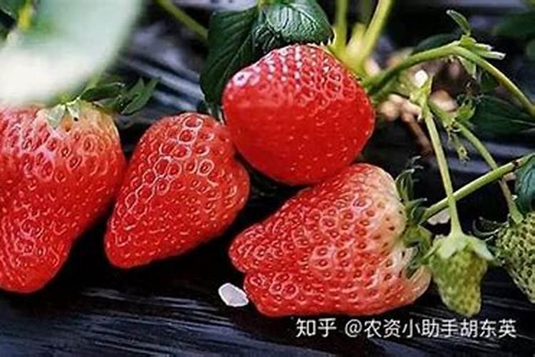 大棚草莓增产叶面肥昆仑风:杀菌抗病促生长