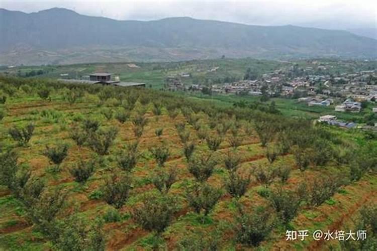 花椒用什么肥料好？