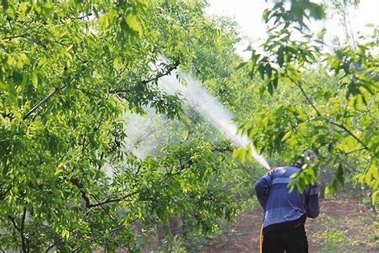 安基酸给果树打药稀释多少