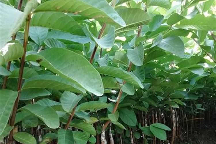 番石榴苗可以用鱼蛋白肥吗