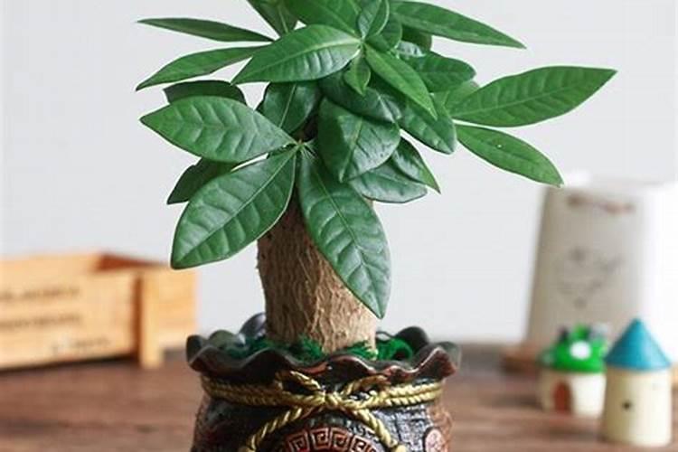 招财树施肥过多能恢复吗？