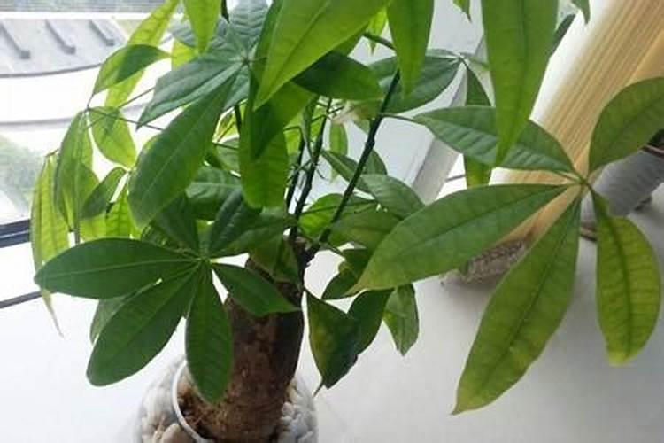 招财树掉叶子怎么补救