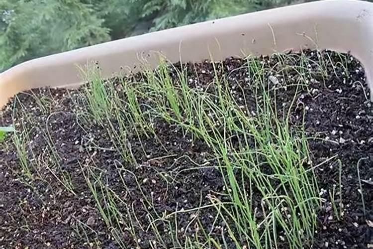 小葱发芽多久可以施肥