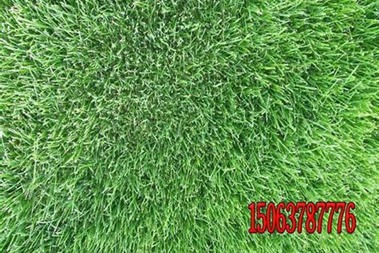 草籽发芽后多久可以施肥