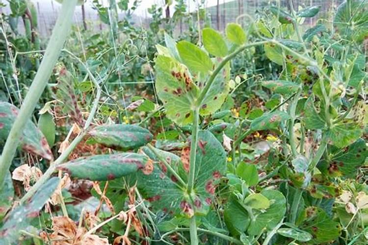 豌豆有什么病害,问怎么防治？