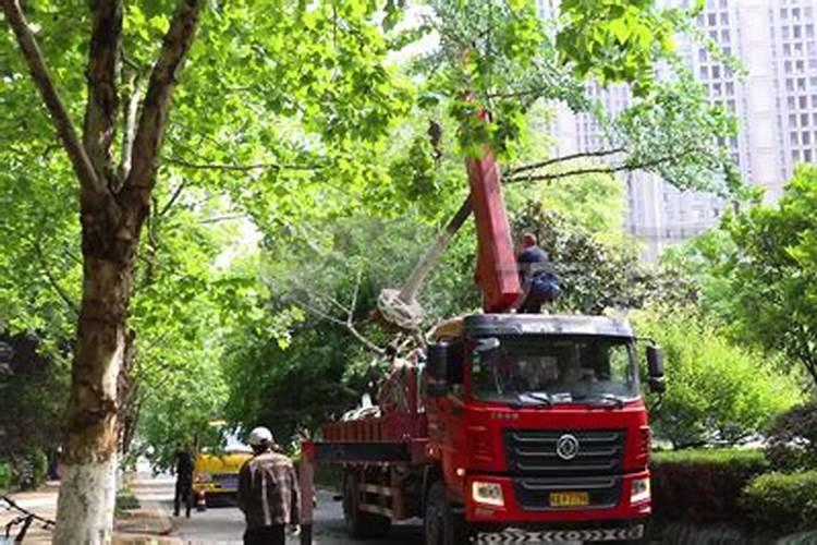 风景树移栽方法