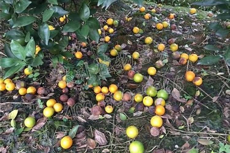 老师帮我看下我这黄桃落果很严重,是什么原因引起的,以上果子是前十几...