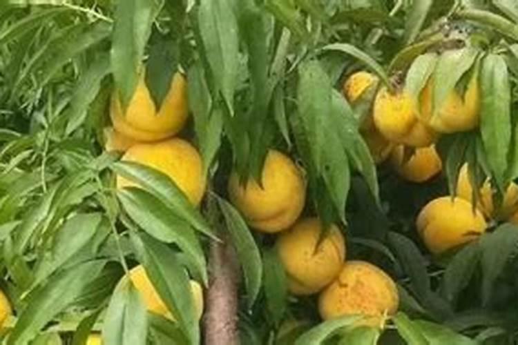 黄桃空心是什么原因造成的,黄桃树种植几年可以挂果
