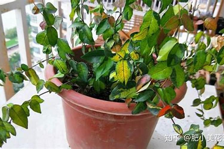 家庭养花为何还会出现肥害