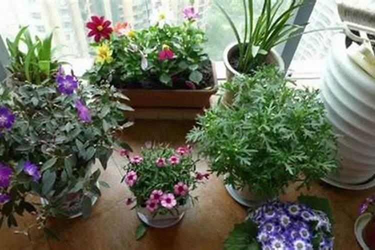 养花花肥用什么肥料好