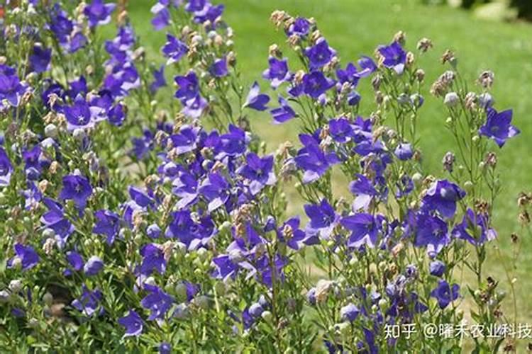 桔梗花怎么种(桔梗种植方法及时间)